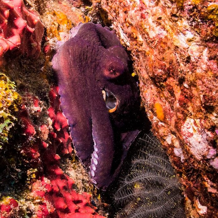 Octopus - Racha Noi
