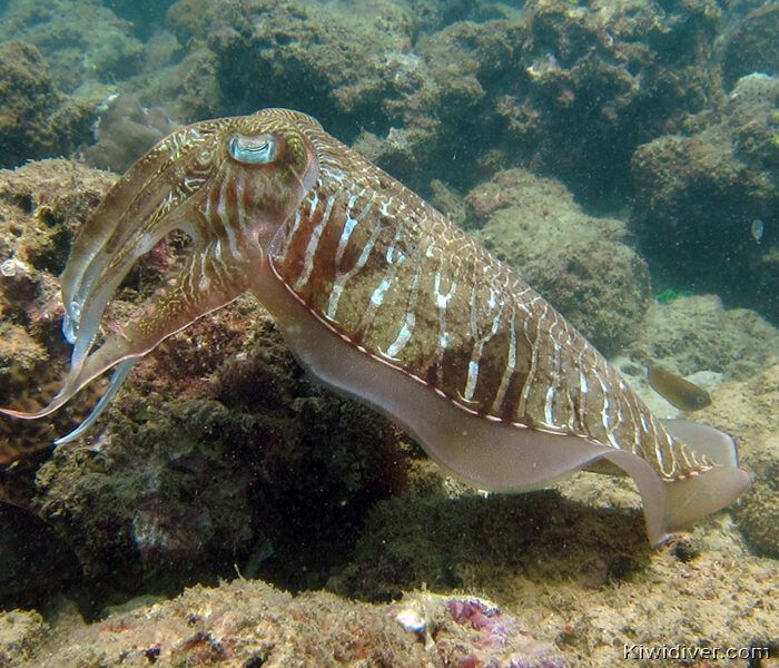 Kata Beach cuttlefish